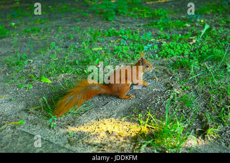 Warschau, Polen. 20. Juni 2017. Polen, Warschau, 20. Juni 2017: voller Sonnenschein bei steigenden Temperaturen füllt leere Lazienki-Park am Morgen. Bildnachweis: Madeleine Ratz/Alamy Live-Nachrichten Stockfoto