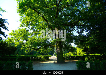 Warschau, Polen. 20. Juni 2017. Polen, Warschau, 20. Juni 2017: voller Sonnenschein bei steigenden Temperaturen füllt leere Lazienki-Park am Morgen. Bildnachweis: Madeleine Ratz/Alamy Live-Nachrichten Stockfoto