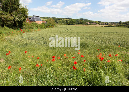 Britische Landschaft im Sommer - Stour Valley Landschaften, Mohnblumen auf einem Feld bei Chartham, Stour Valley, Kent England Großbritannien Stockfoto