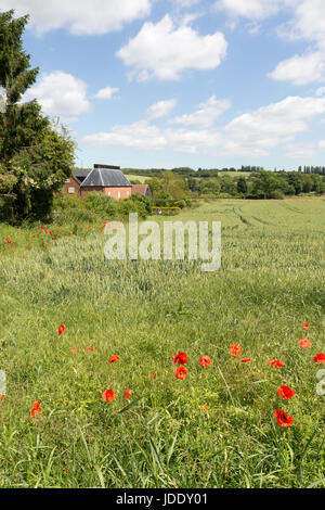 Britische Landschaft im Sommer - Mohn in einem Feld bei Chartham, Stour Valley, Kent England UK Stockfoto