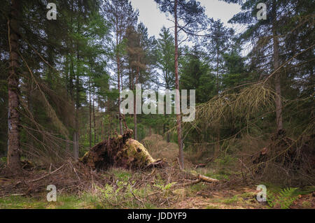 Der Elefant im Wald Stockfoto