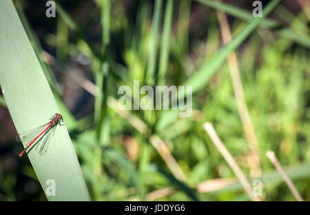 Eine männliche große Red Damselfly, Pyrrhosoma Nymphula, sonnen sich in der Sommersonne am Naturschutzgebiet Meathop Moss, Cumbria, England Stockfoto