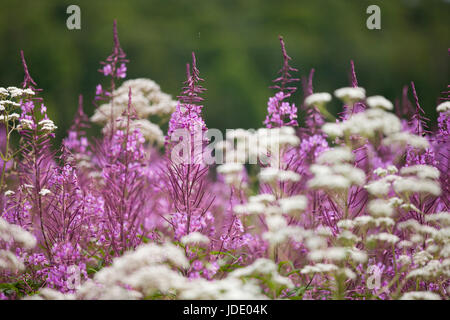 Weidenröschen lila Blüten (Chamaenerion Angustifolium) und weiße Schafgarbe (Achillea Millefolium) isoliert auf einem unscharfen Hintergrund. Stockfoto