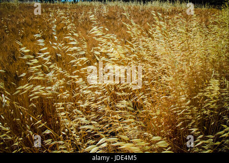 gelbe Felder mit organischen Reife Hartweizen, Grano Duro, Sizilien, Italien Stockfoto