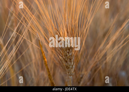 gelbe Felder mit organischen Reife Hartweizen, Grano Duro, Sizilien, Italien Stockfoto