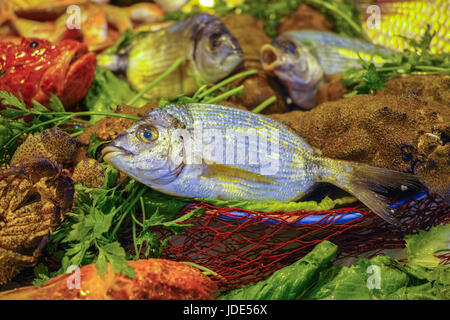 Roh frisch vergoldet-Kopf Brassen, leckere Dorade Fisch auf Eis, bereit zum Garen Stockfoto