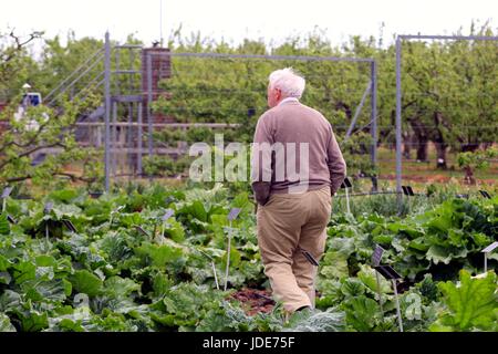 Wisley, Surrey, UK - 30. April 2017: Älteren senior Mann zu Fuß unter das Gemüse in einem großen Garten Stockfoto