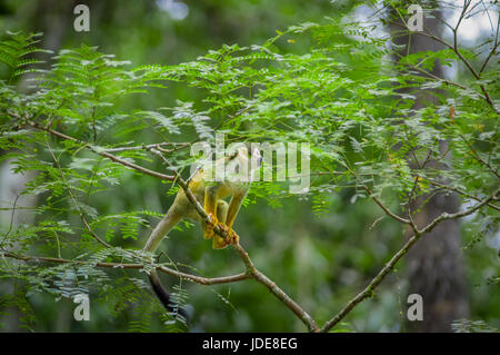 Gemeinsamen Totenkopfaffen spielen in den Bäumen, im Inneren Cuyabeno Nationalpark in Ecuador, Südamerika. Stockfoto