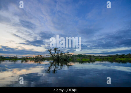 Sonnenuntergang, erfüllten einen überfluteten Dschungel in Laguna Grande, im Cuyabeno Wildlife Reserve, Amazonien, Ecuador. Stockfoto