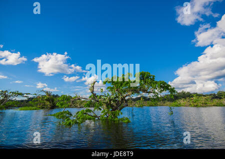 Wasser-Bäumen in tropischen und subtropischen Gezeiten-Bereiche, Cuyabeno Wildlife Reserve Nationalpark in Ecuador, in einen sonnigen Tag gefunden. Stockfoto