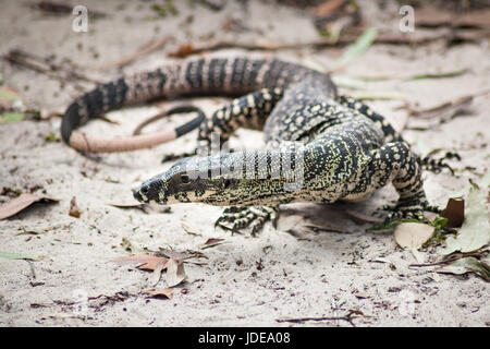 Nahaufnahme von Sand Goana Fraser Island, Australien Stockfoto