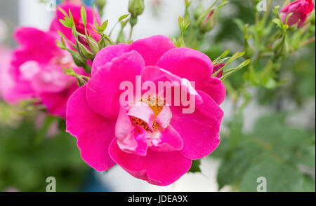 Hardy Rugosa Strauchrose aus der Explorer Serie 'William Baffin' in einem nordamerikanischen Garten. Stockfoto