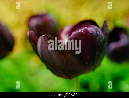 Dunkle purpurrote rote Tulpe, das fast schwarz namens "Prinz Charles", im Frühlingsgarten. Fotografiert mit einem Spezial-Objektiv, flachen Dof Eff zu produzieren Stockfoto