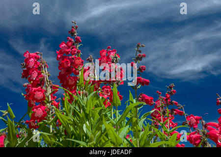 Dieses Foto wurde in einem formalen botanischen Garten in der Nähe von San Francisco, Kalifornien. Frühling war gekommen, und Blumen in Blüte stehen. Dieses Bild verfügt über eine Stockfoto