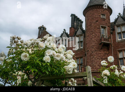 White iceberg Rosenbusch auf parterre Rosengarten, tyninghame House Gardens, East Lothian, Schottland, Großbritannien, am Tag der offenen Tür während der Schottischen Regelung Gärten Stockfoto