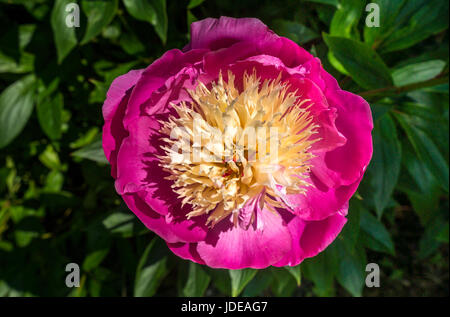 Nahaufnahme der dunkelrosa und gelben Pfingstrose, Paeonia lactiflora Wladyslawa, Schottland, UK Stockfoto