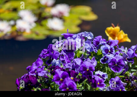 Dieses Foto wurde in einem formalen botanischen Garten in der Nähe von San Francisco, Kalifornien. Frühling war gekommen, und Blumen in Blüte stehen. Dieses Bild verfügt über eine Stockfoto