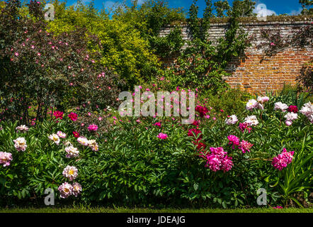 Bett in rosa und roten Pfingstrosen in ummauerten Garten, tyninghame House Gardens, East Lothian, Schottland, Großbritannien, am Tag der offenen Gärten Schottland Regelung Stockfoto