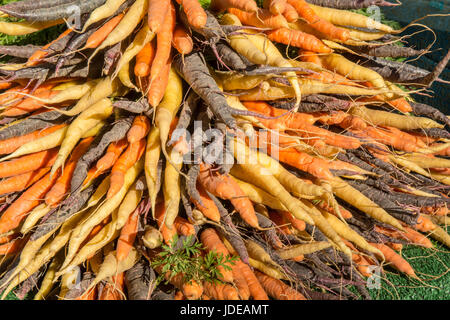 Haufen von organischen Regenbogen Karotten auf einem Bauernmarkt in Issaquah, Washington, USA Stockfoto