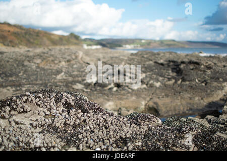 Muscheln auf den Felsen am Wiseman Brücke, Amroth in der Ferne Stockfoto