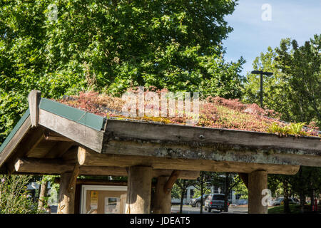 Wohn- oder grünen Dach an der Cedar River Wasserscheide Education Center in North Bend, Washington, USA Stockfoto