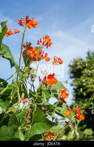 Scarlet Runner Pfostenbohnen mit Blüten in Issaquah, Washington, USA Stockfoto