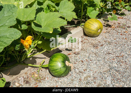 Unreife Kürbisse wachsen in Issaquah, Washington, USA Stockfoto