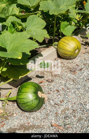 Unreife Kürbisse wachsen in Issaquah, Washington, USA Stockfoto