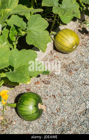 Unreife Kürbisse wachsen in Issaquah, Washington, USA Stockfoto