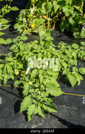 Tante Molly Boden Kirschen mit schwarz wächst Unkraut Höhenunterschied Mulch um die Basis und im Pfad neben ihnen in Bellevue, Washington, USA.  Stoff Stockfoto