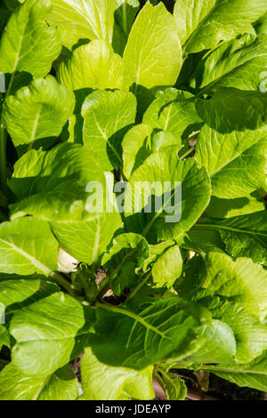 Komatsuna oder japanische Senf Spinat (Brassica Campestris), ein Blatt Gemüseanbau in Bellevue, Washington, USA. Stockfoto