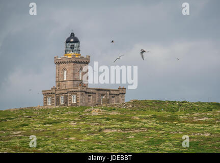 Isle of May Leuchtturm gebaut von Robert Stevenson, Northern Lighthouse Board mit Seevögeln, Schottland, Großbritannien Stockfoto