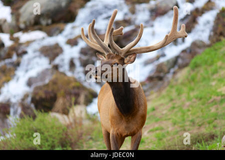 Elche vor Wasserfall entlang Trail Ridge Road in Rocky Mountain Nationalpark, Colorado Stockfoto