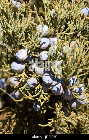 Alligator-Wacholder Juniperus Deppeana Tucson, Arizona, USA 16 June Cupressaceae Stockfoto