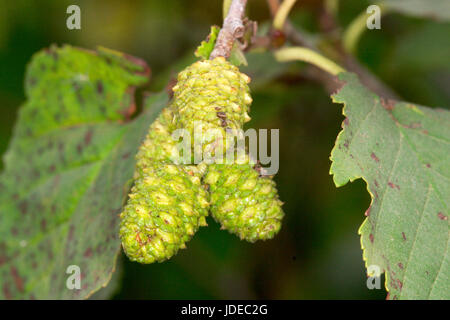 Arizona Erle Alnus Oblongifolia Black River, in der Nähe von Alpine, Arizona, USA, 23. September 2003 weiblichen "Zapfen" Familie: Betulaceae Stockfoto