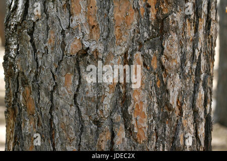 Arizona Pine Pinus Arizonica Santa Catalina Mountains, nördlich von Tucson, Arizona, Vereinigte Staaten 2 März Tannenbäumen Stockfoto