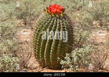 Angelhaken Barrel Ferocactus Wislizeni Tucson, Arizona, Vereinigte Staaten von Amerika Cactaceae Stockfoto