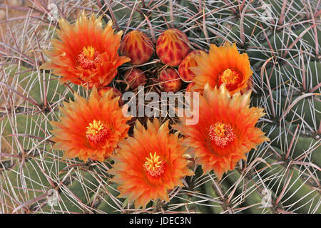 Angelhaken Barrel Ferocactus Wislizeni Tucson, Arizona, Vereinigte Staaten von Amerika Cactaceae Stockfoto