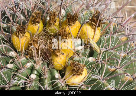Angelhaken Barrel Ferocactus Wislizeni Tucson, Arizona, Vereinigte Staaten von Amerika Obst Cactaceae Frucht dieser Kaktus werden von einer Vielzahl von Wüste d gegessen Stockfoto