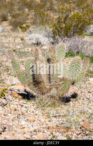Grizzlybear Feigenkaktus Opuntia Polyacantha var. Erinacea Interstate 15 südlich von Utah Grenze in Arizona. Auch als Ebenen Stachelige Birne. Stockfoto