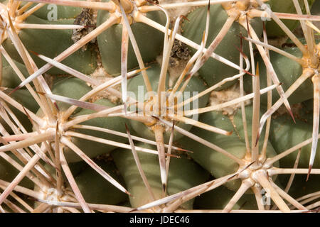 Robustspine Bienenstock Cactus Coryphantha geführt robustispina Stacheln Cactaceae Stockfoto