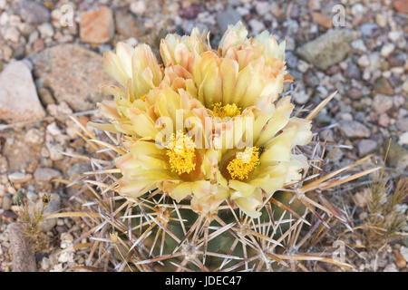 Pima Pineapple Cactus Coryphantha geführt robustispina var. robustispina Pima County, Kansas, United States Blumen Cactaceae auch bekannt als Robustspine werden Stockfoto