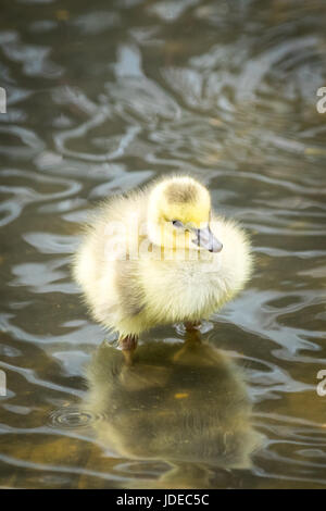 Ein Neugeborenes, Tag-alte, Kanadagans Gosling waten im seichten Wasser bei Century Park in Edmonton, Alberta, Kanada. Stockfoto