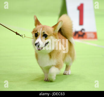 Welsh Corgi Pembroke in einer dogshow Stockfoto