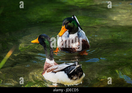 Zwei wunderschöne männliche Enten schwimmen im See Stockfoto