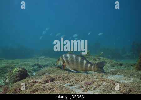 Roten Moki Cheilodactylus Spectabilis ruht auf flache felsige Boden mit einigen groben Sand abdecken. Stockfoto