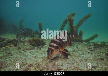 Roten Moki Cheilodactylus Spectabilis Weiden Algen aus flachen felsigen Boden mit einigen groben Sand abdecken. Stockfoto