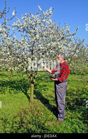 Landwirt analysiert Blume Cherry Orchard und mit einem Tablettgerät. Stockfoto