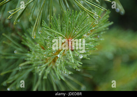 Makro-Ansicht von Regentropfen auf Tannennadeln. Feuchten Nadelwäldern. Stockfoto