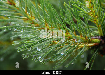 Makro-Ansicht von Regentropfen auf Tannennadeln. Feuchten Nadelwäldern. Stockfoto